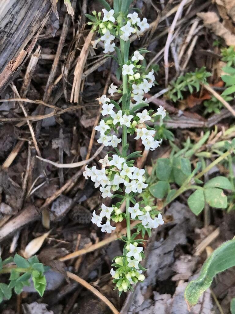 Galium humifusum flower