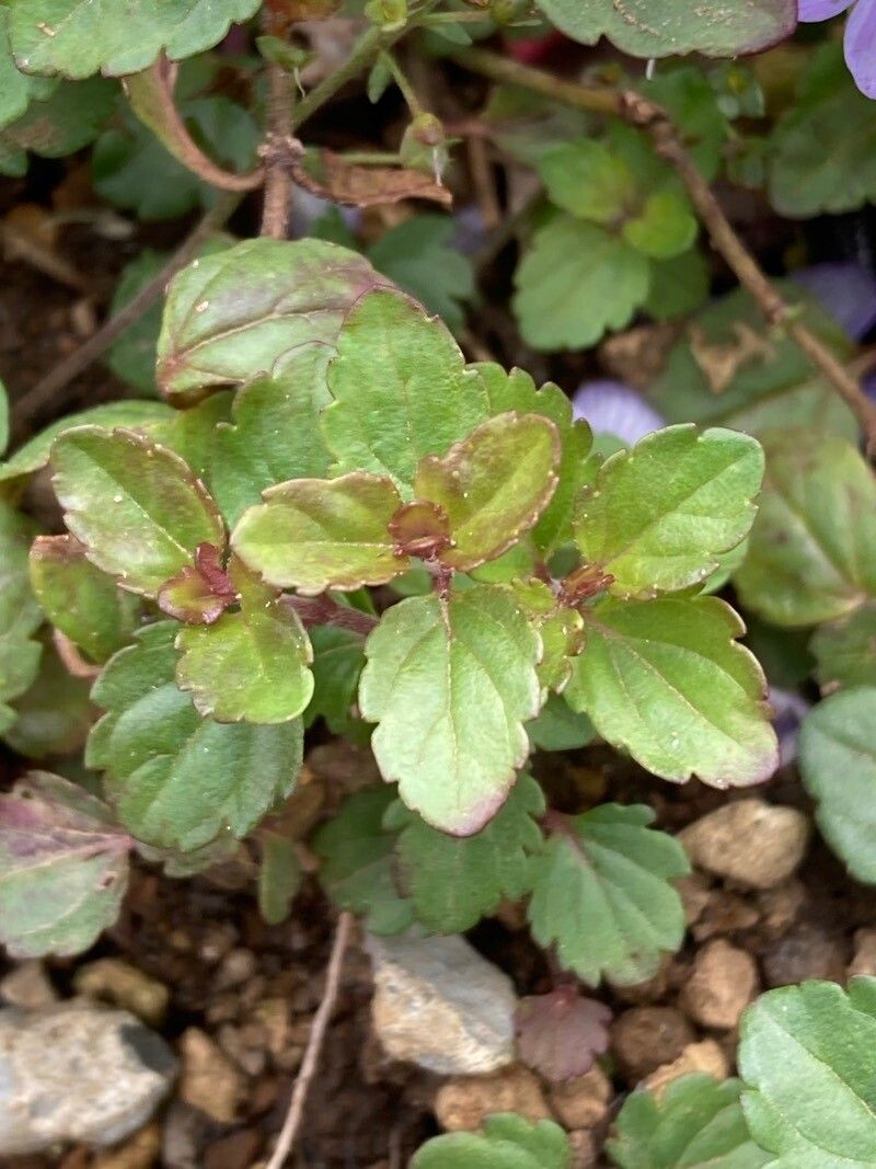 Veronica petraea — houseplant care guide