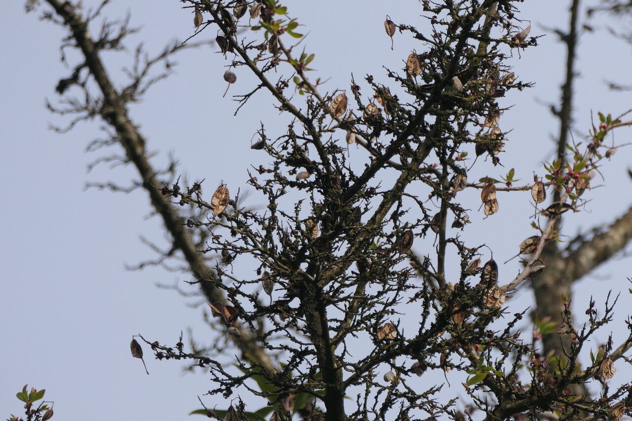 Embothrium coccineum — search result for 'Proteaceae'