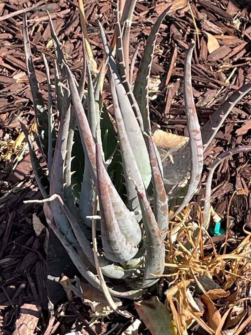 Aloe chabaudii — search result for 'Aloe'