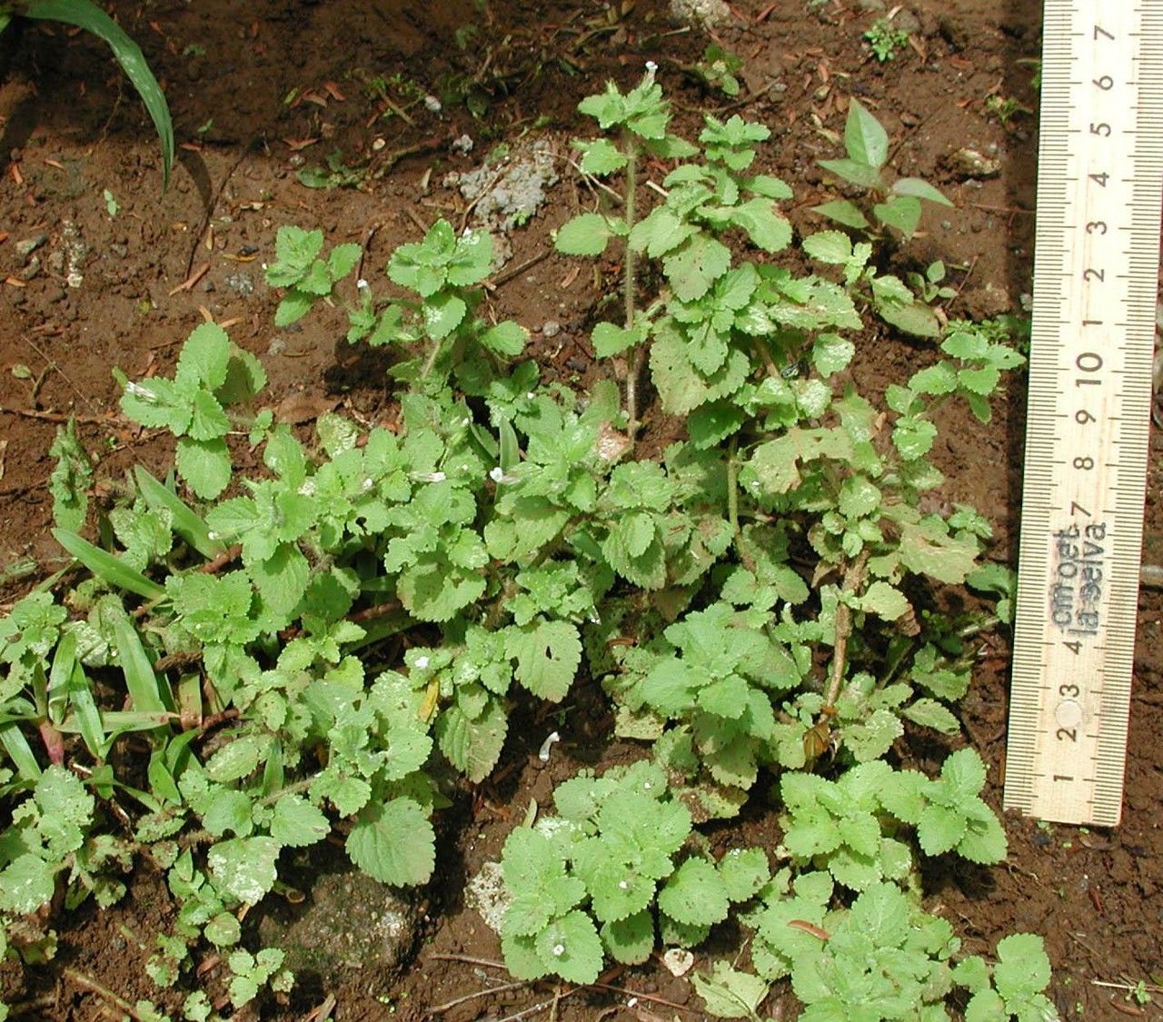Stemodia jorullensis habit