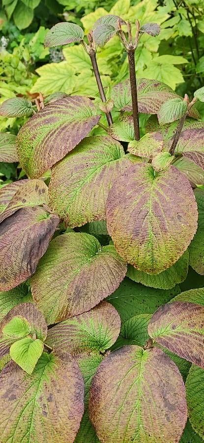 Viburnum sympodiale — search result for 'Viburnum'