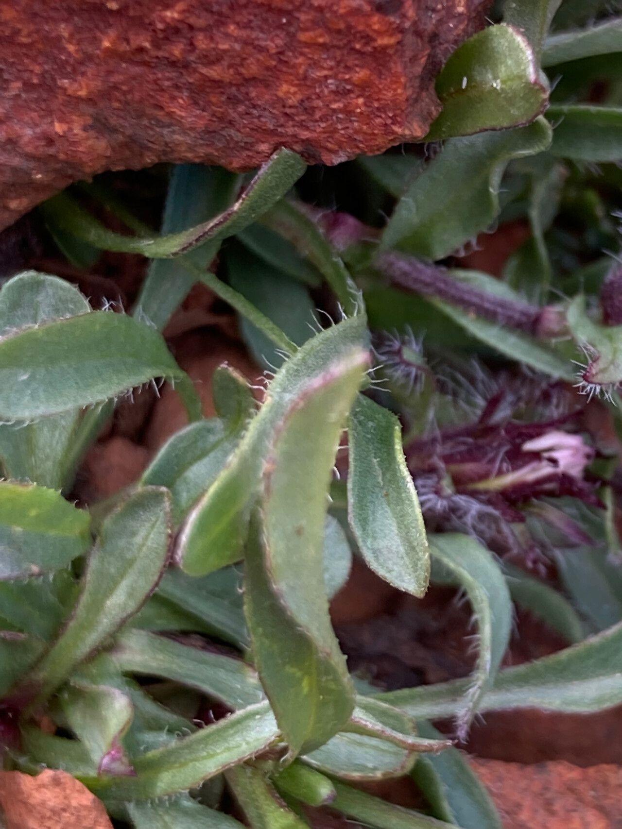 Erigeron aragonensis — search result for 'Erigeron'