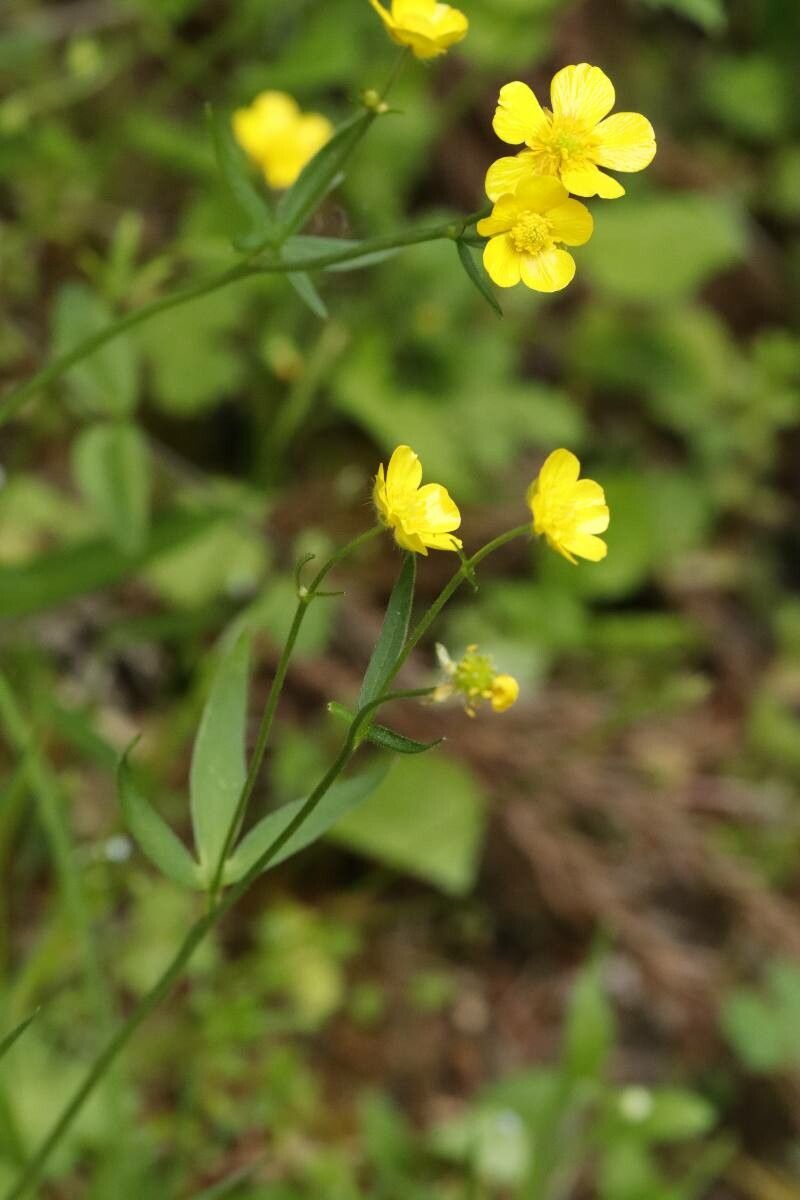 Ranunculus japonicus flower
