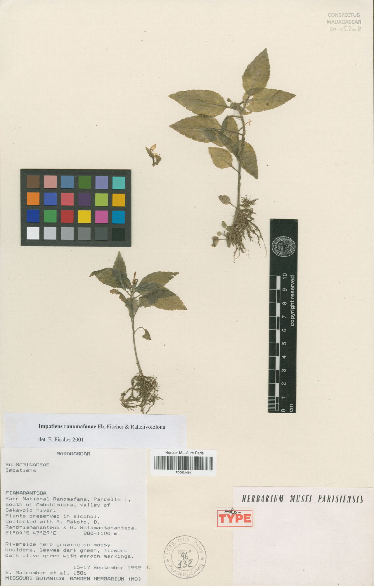 Impatiens ranomafanae — houseplant care guide