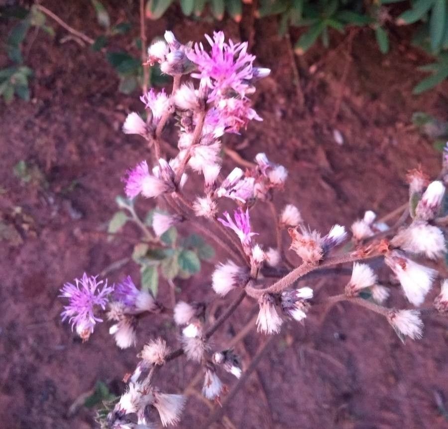 Vernonia westermanii flower