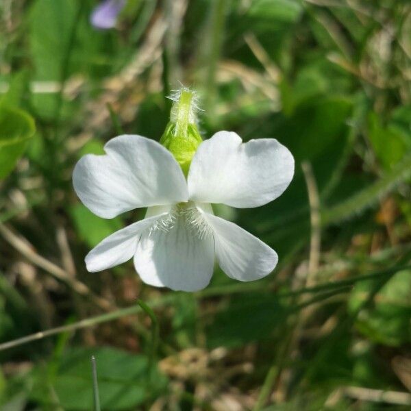 Viola lactea flower
