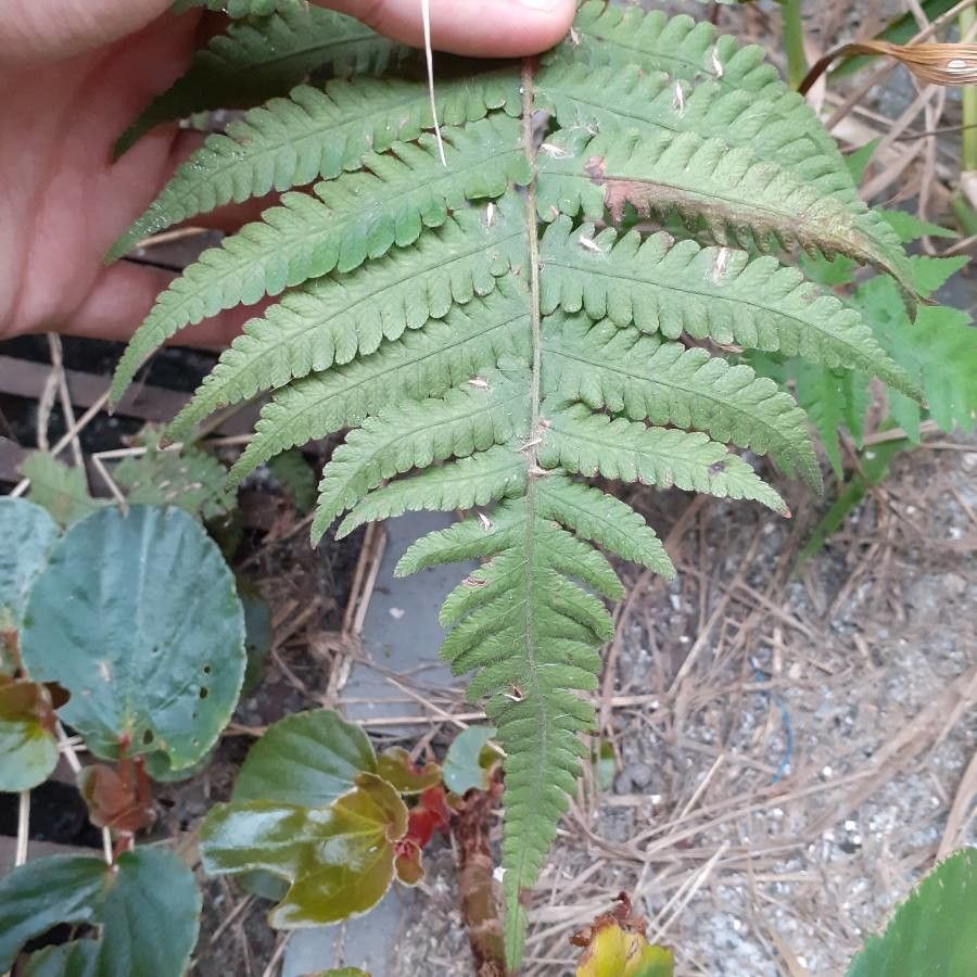 Dryopteris ludoviciana leaf