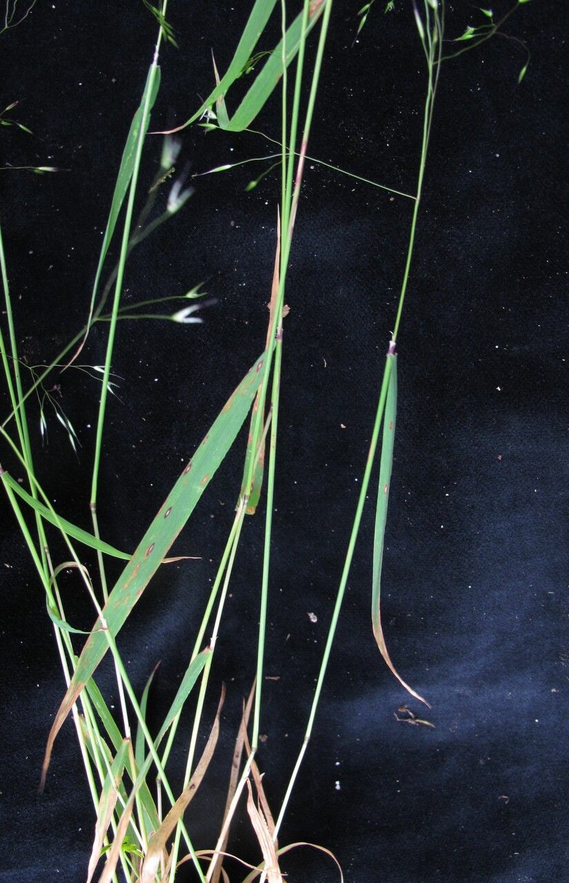 Calamagrostis filiformis habit