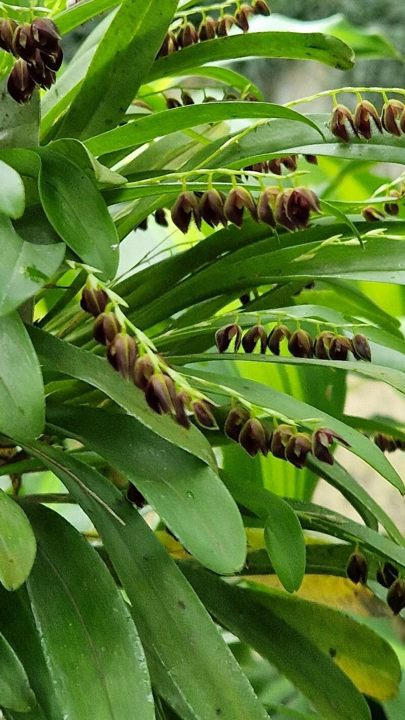 Stelis segoviensis — search result for 'Nicaragua'