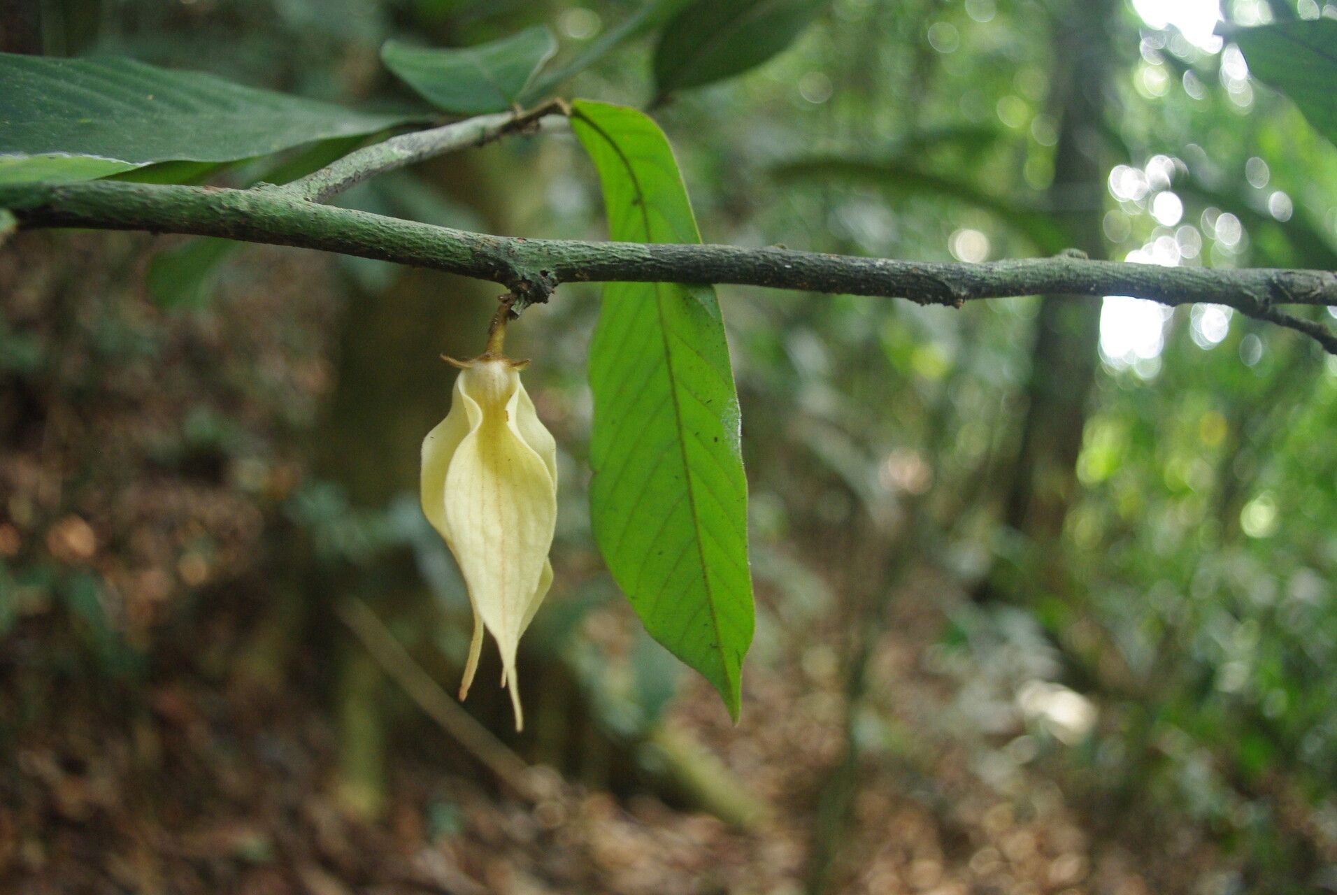 Piptostigma fugax flower