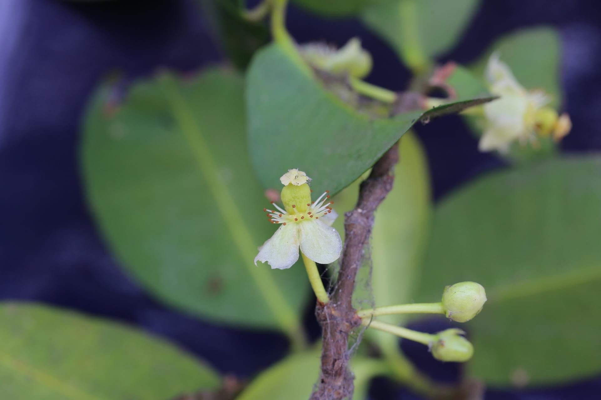 Garcinia robsoniana flower