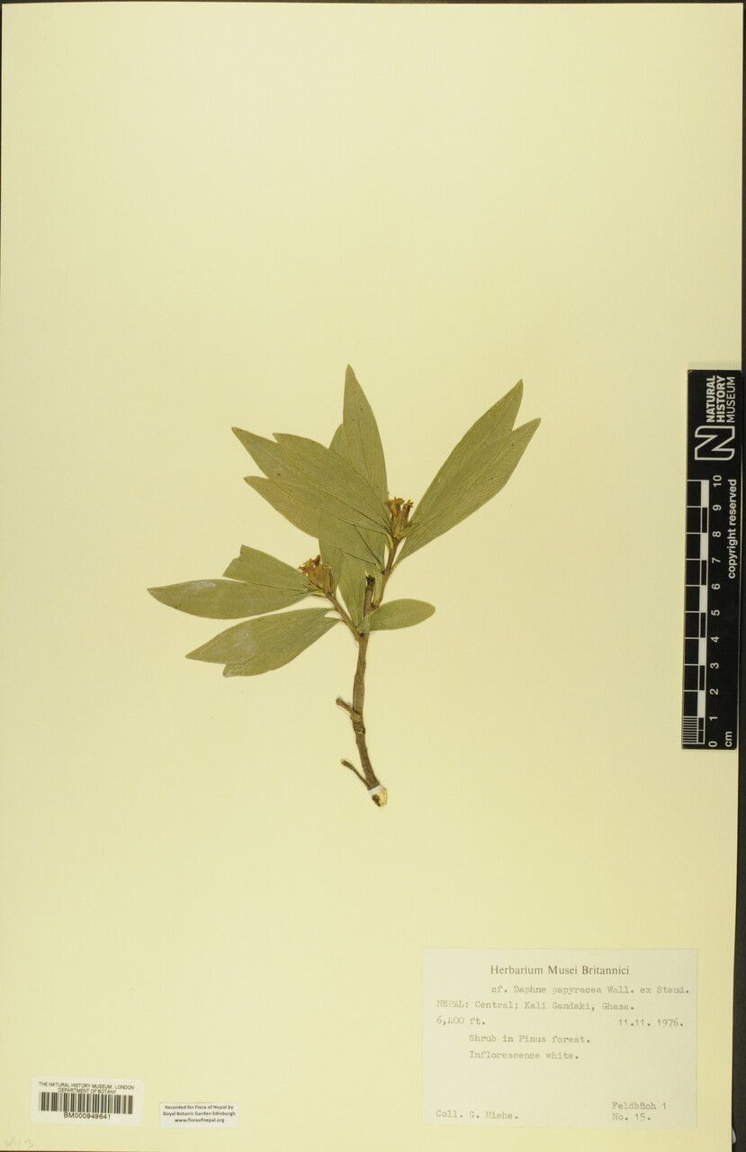 Daphne papyracea other