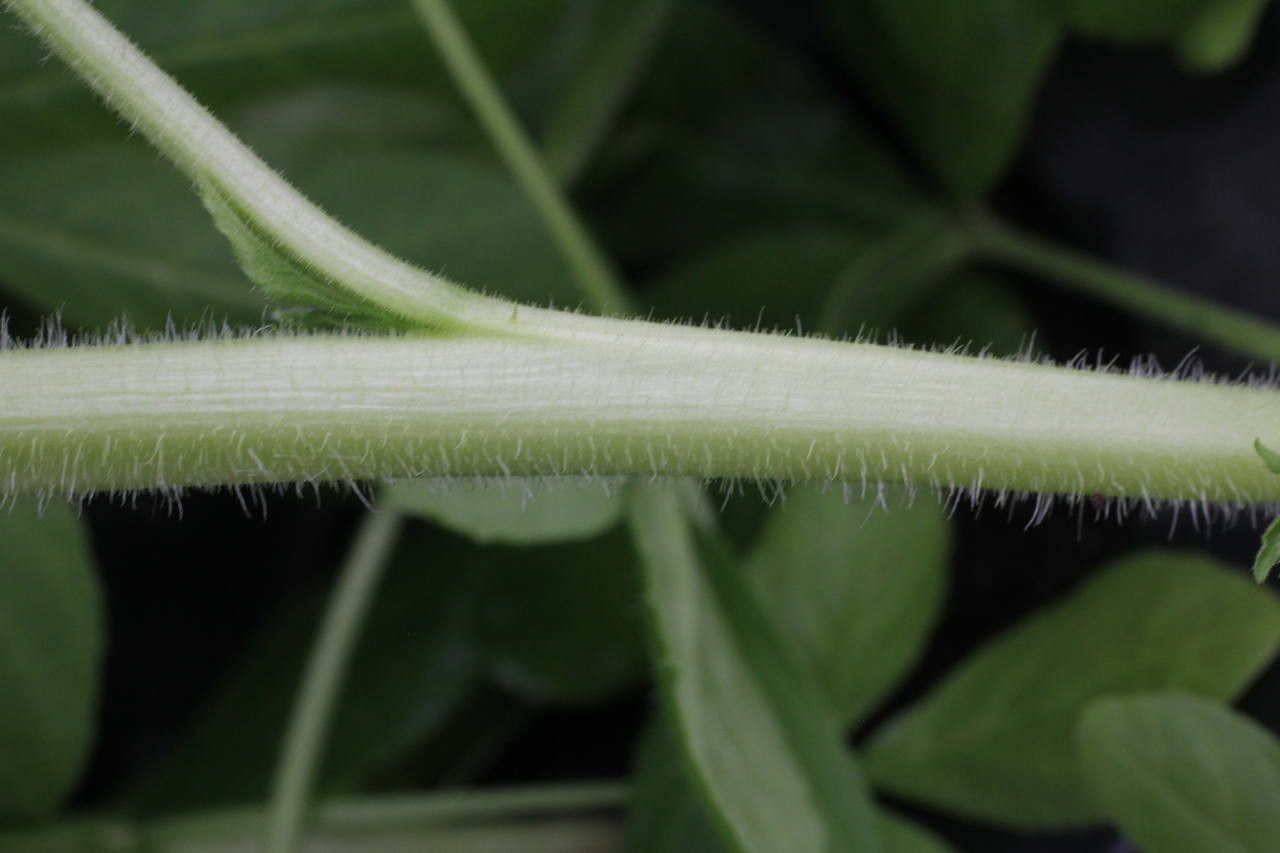 Cleome houtteana bark