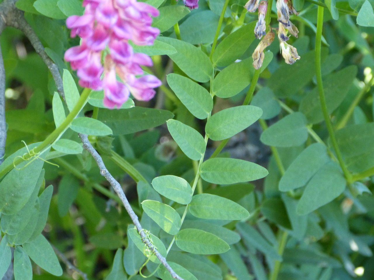 Vicia nigricans other