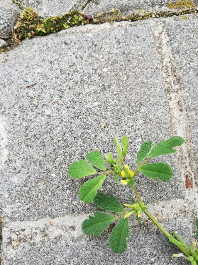 Medicago polyceratia — houseplant care guide