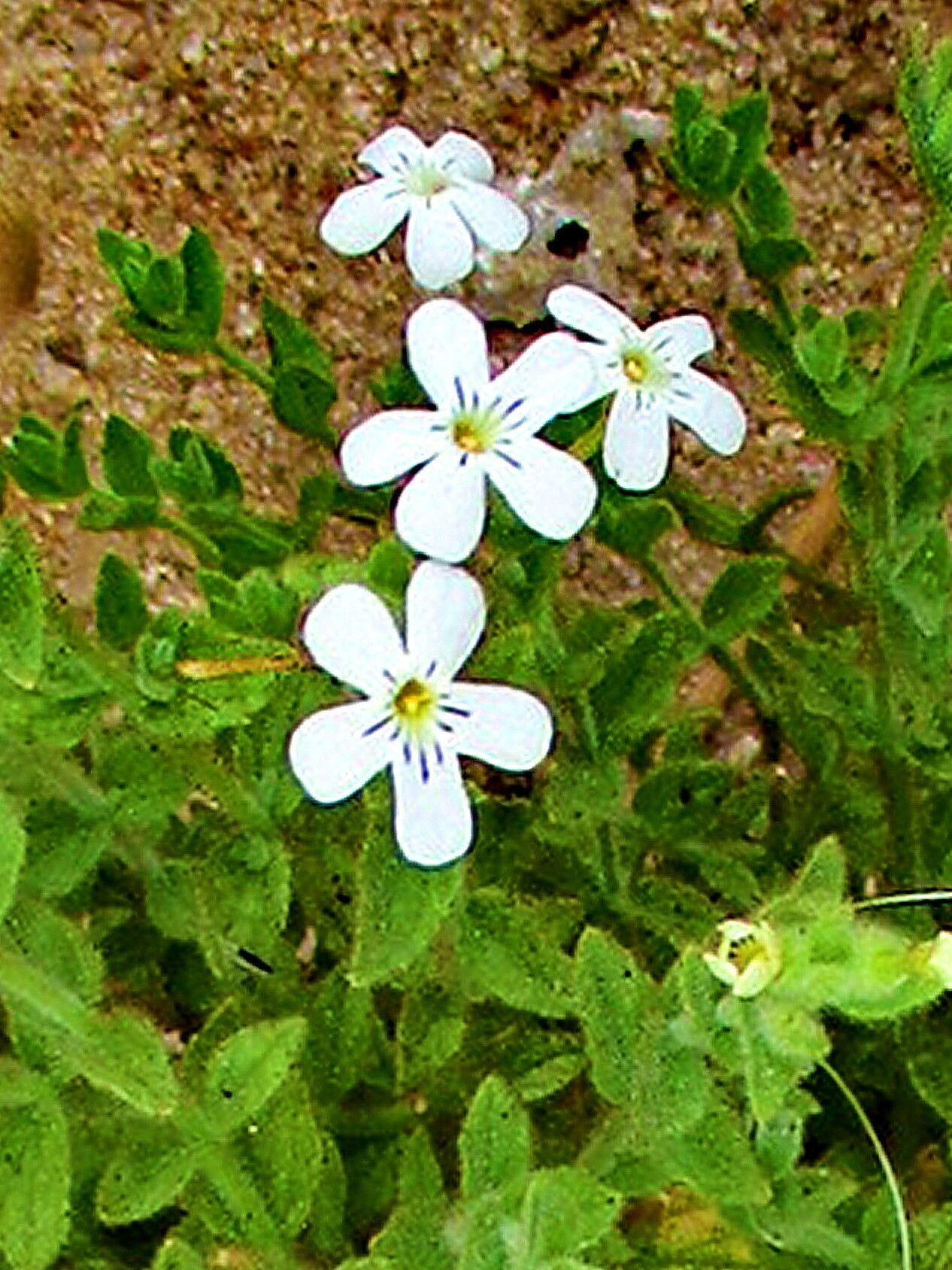 Jamesbrittenia maxii flower