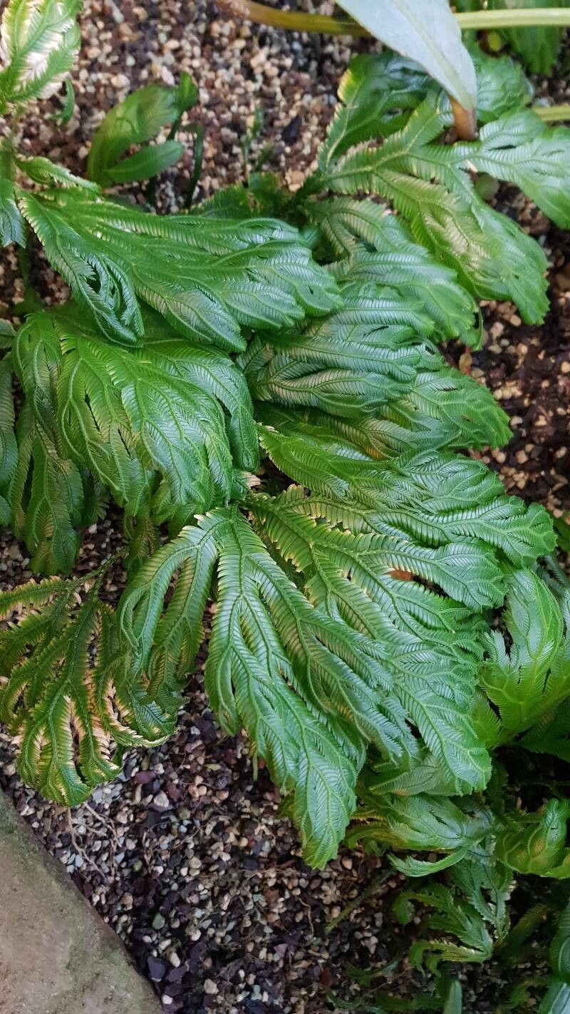 Selaginella grandis — houseplant care guide