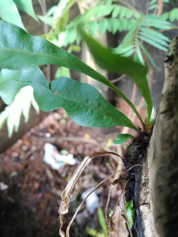 Elaphoglossum succubus habit