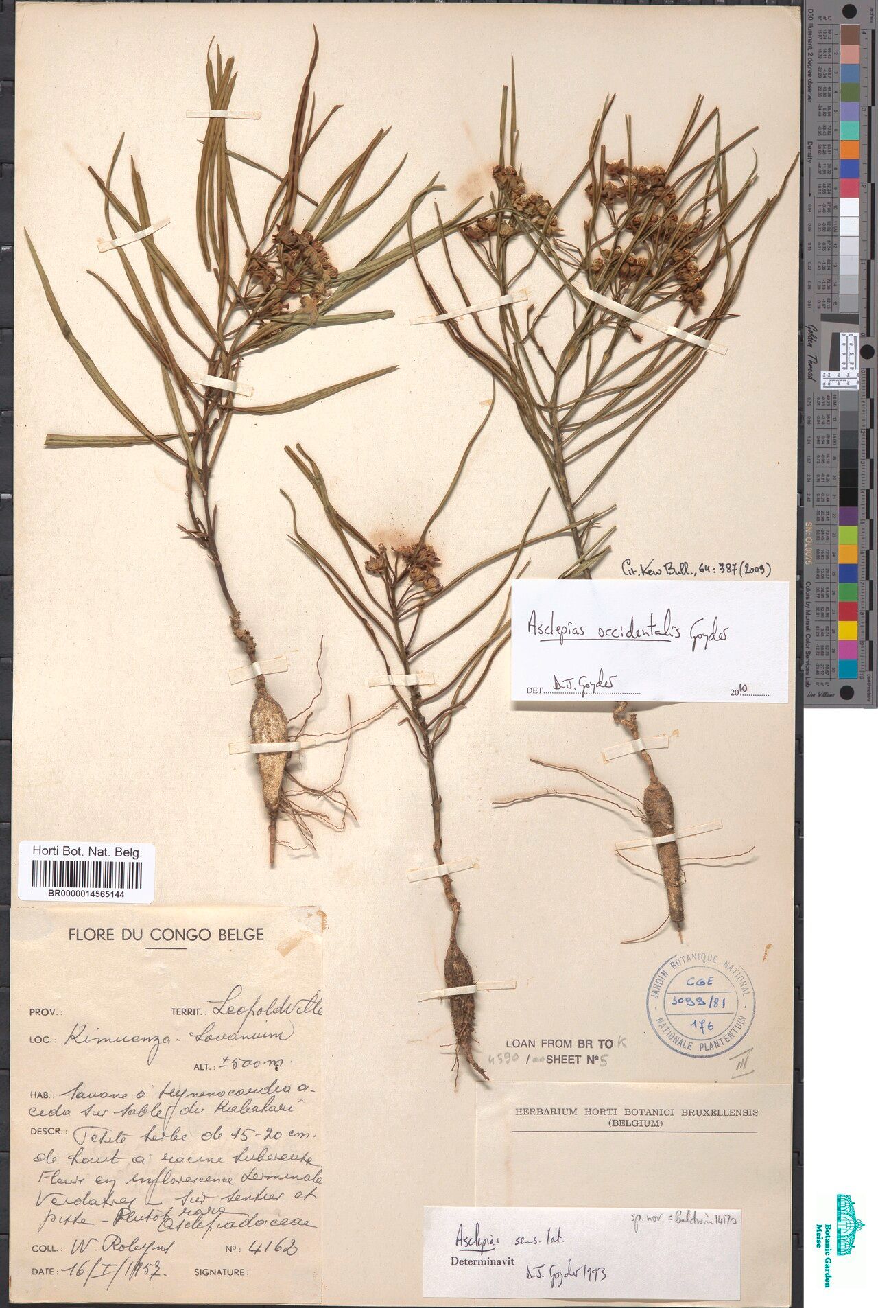 Asclepias occidentalis — search result for 'Asclepias'