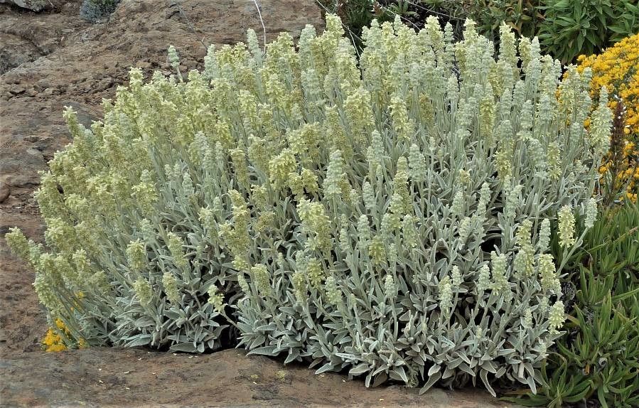 Sideritis dasygnaphala flower