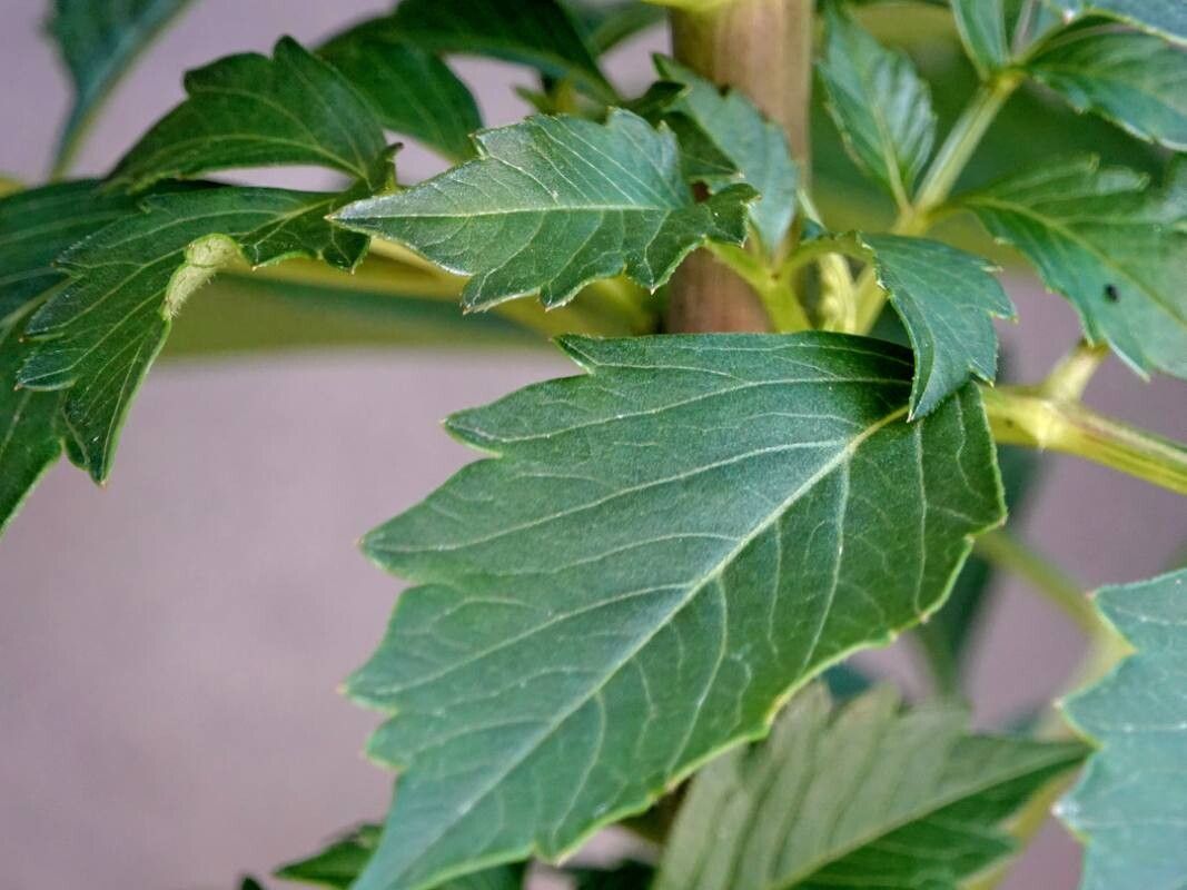 Dahlia × cultorum — houseplant care guide