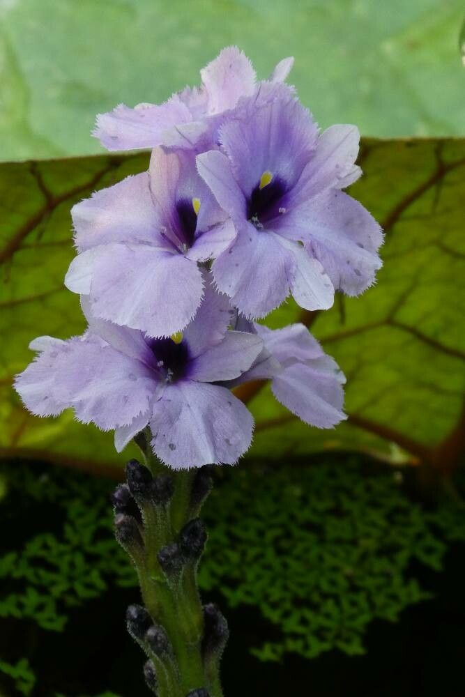 Eichhornia azurea flower