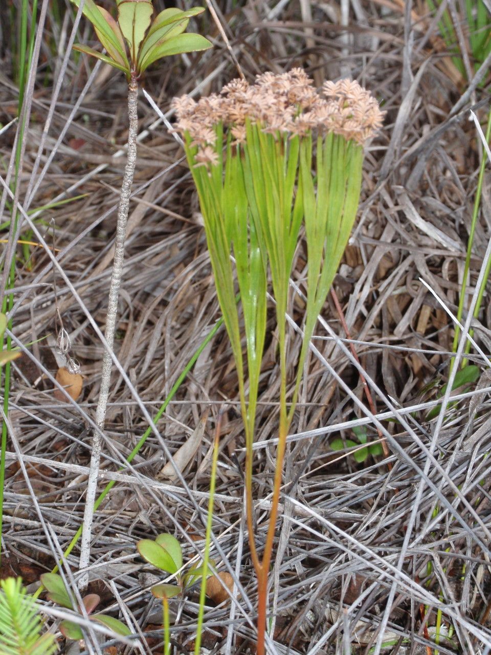Schizaea dichotoma — search result for 'Papua New Guinea'