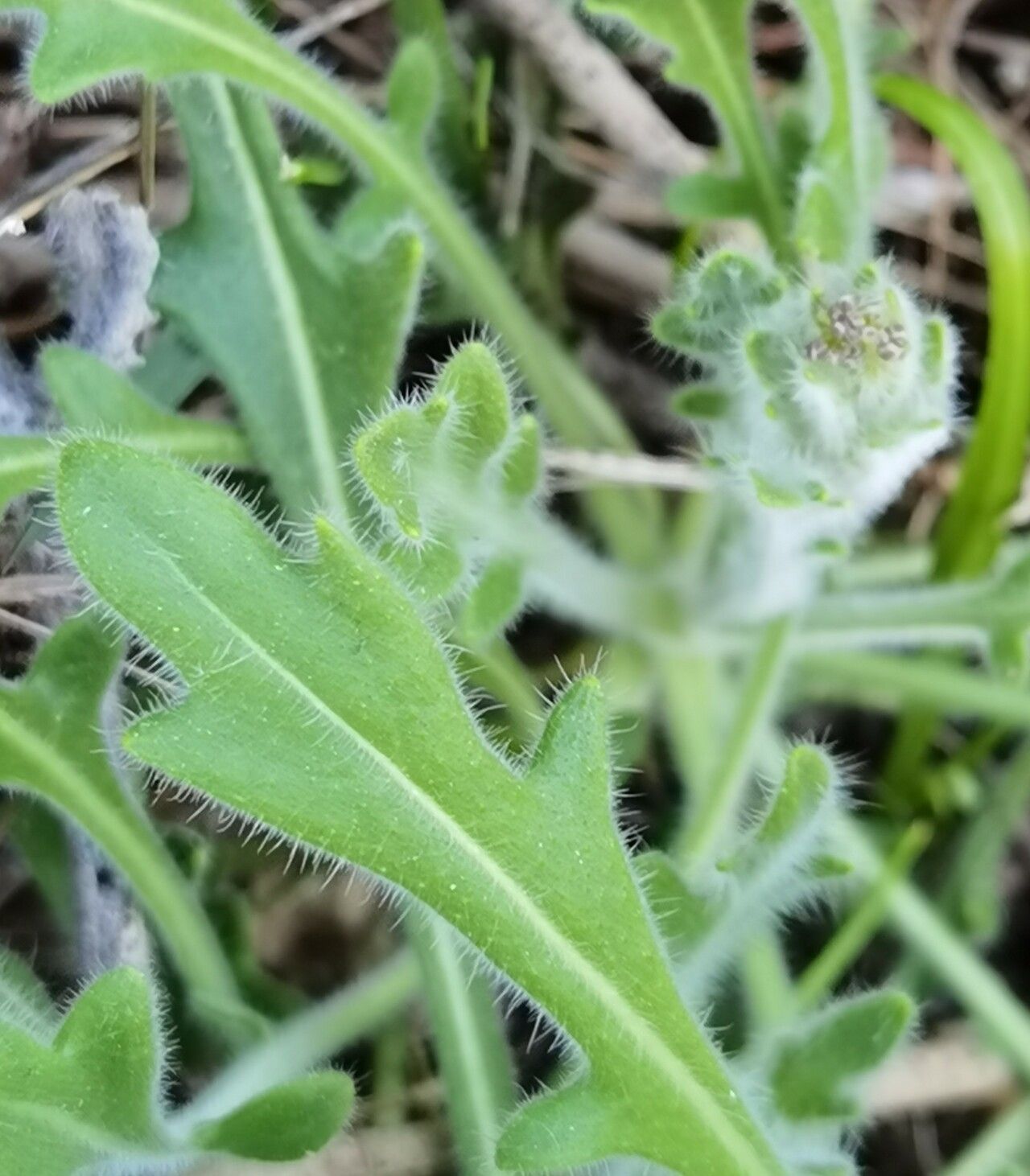 Biscutella incana — houseplant care guide