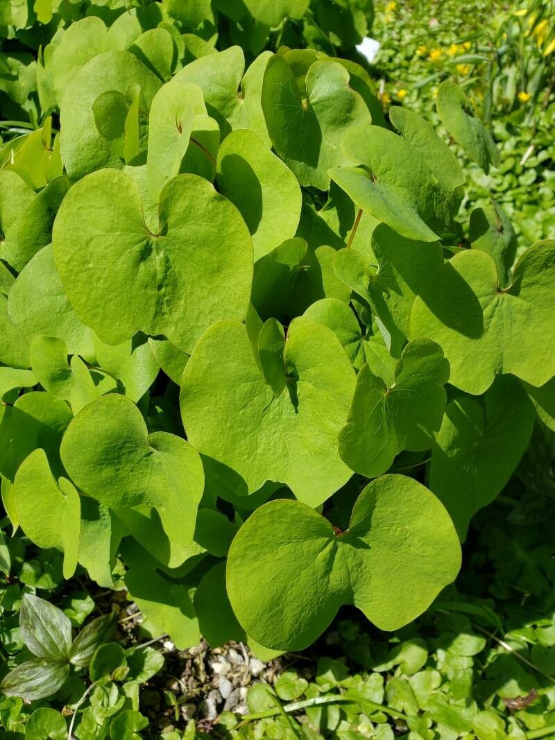 Plagiorhegma dubium leaf