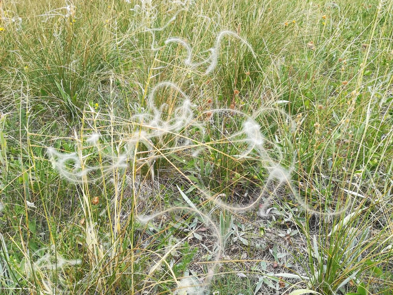 Stipa eriocaulis fruit