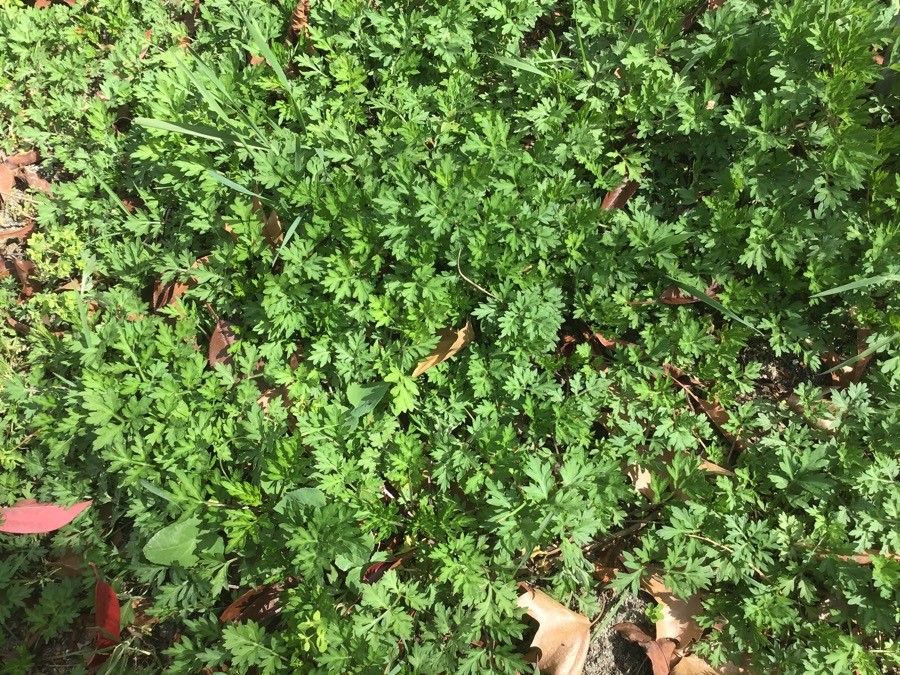 Artemisia albicaulis