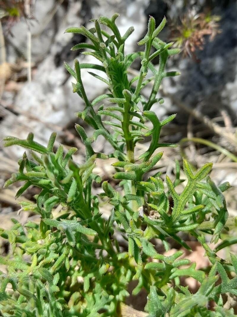 Senecio ventanensis — houseplant care guide