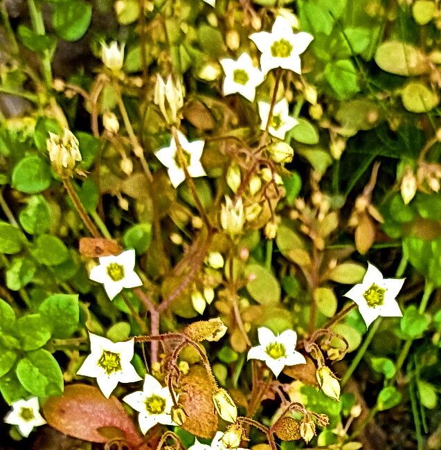 Sedum alsinifolium flower