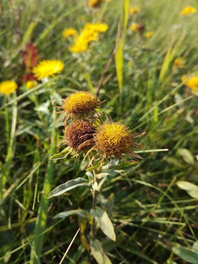 Inula britannica fruit