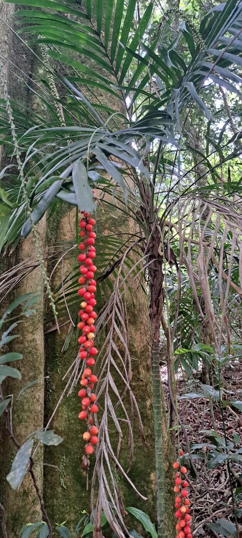 Linospadix monostachyus leaf