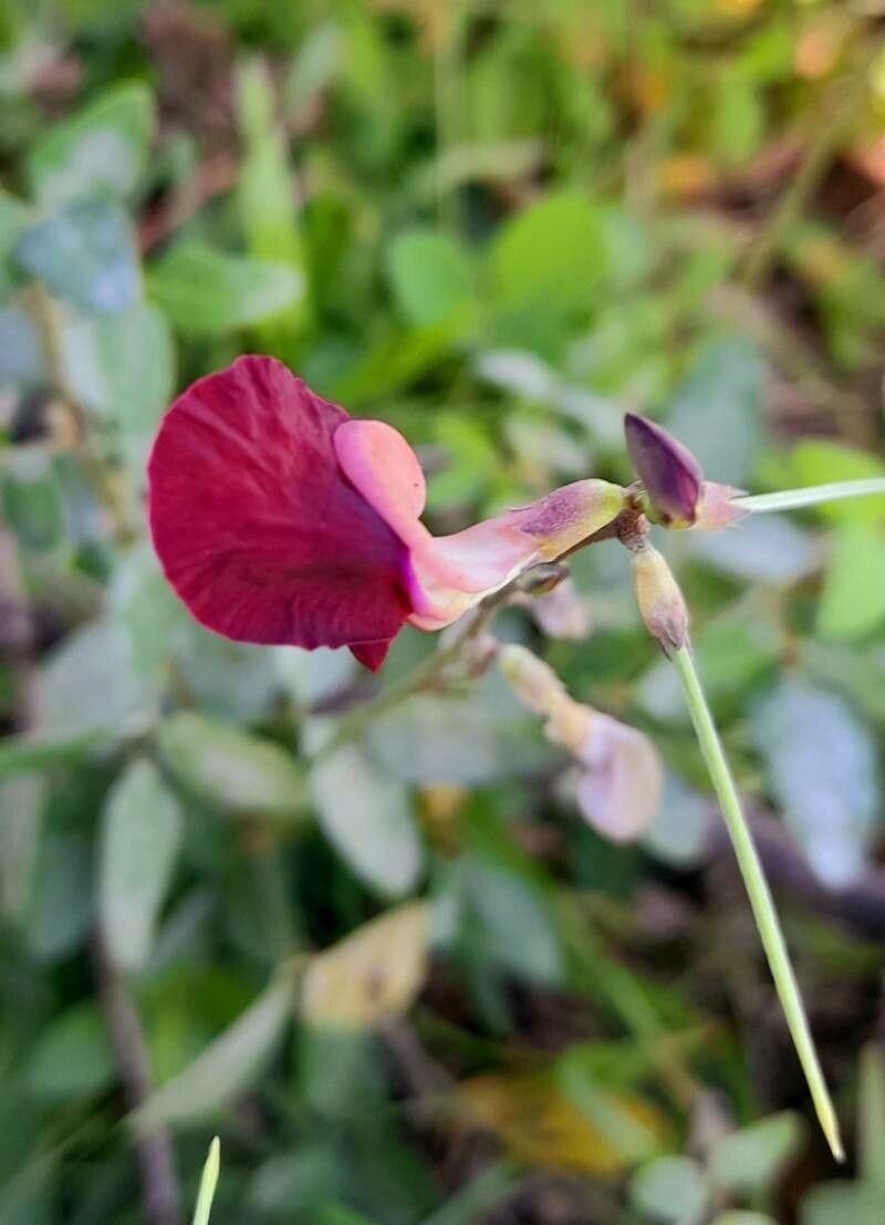 Macroptilium lathyroides flower