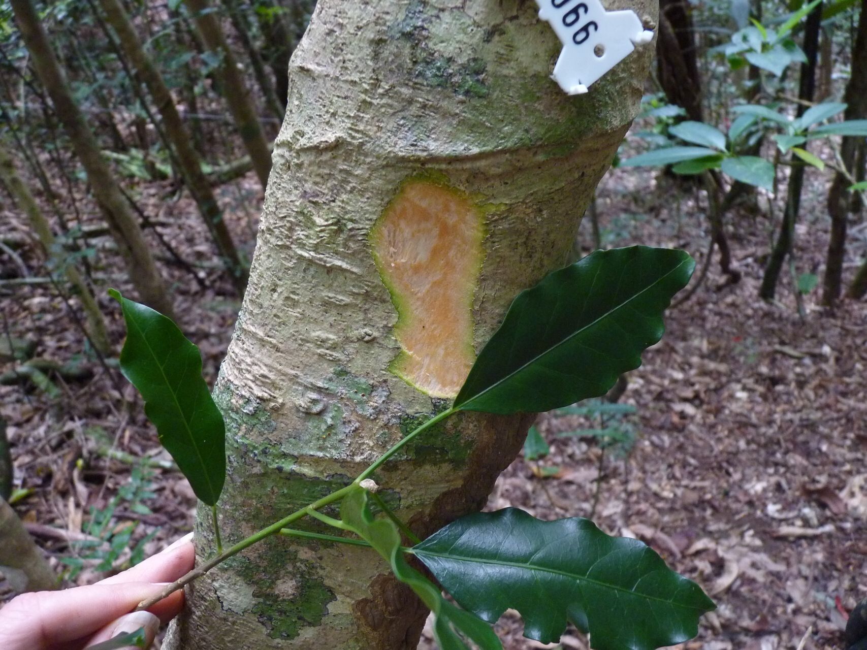 Claoxylon insulanum bark