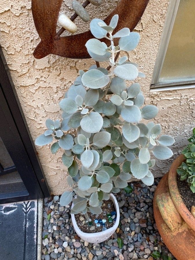 Kalanchoe bracteata flower