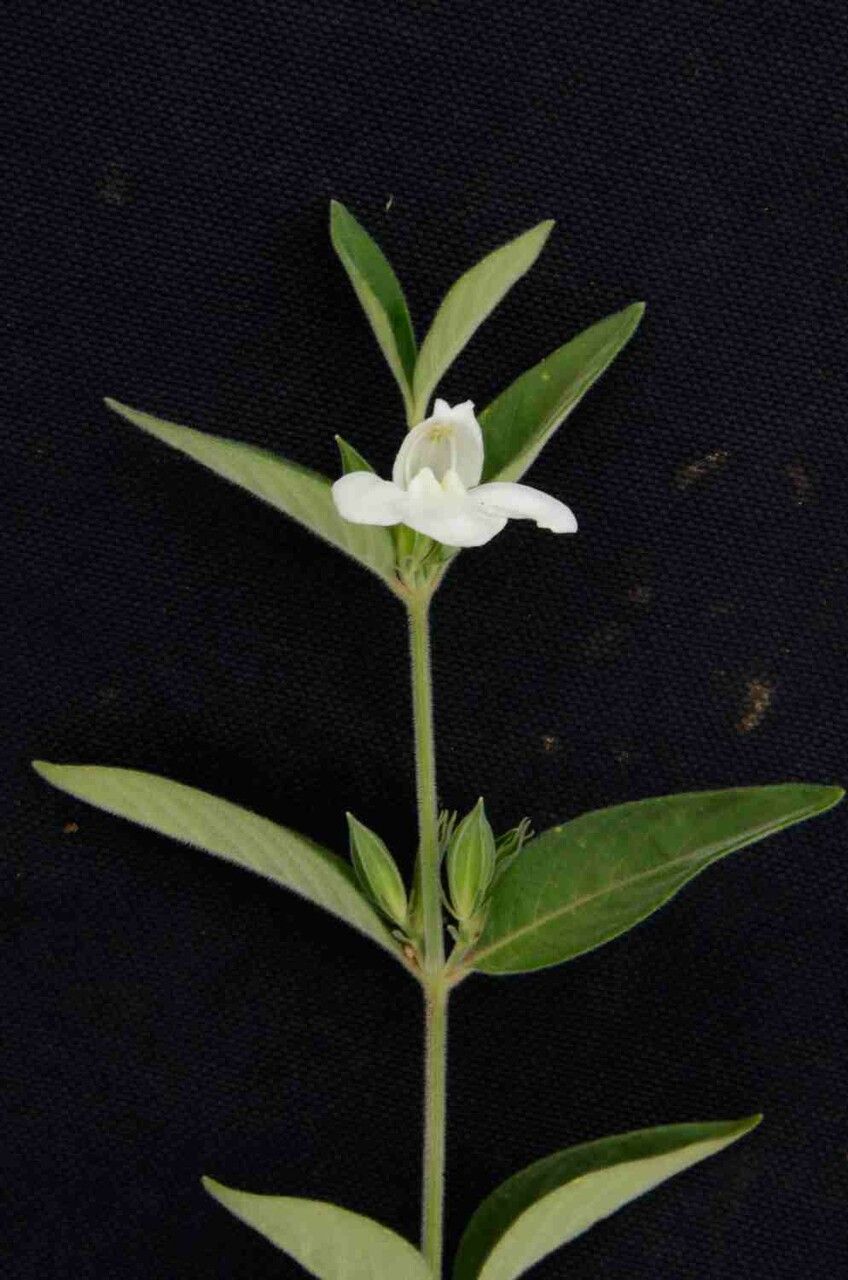 Justicia phyllocalyx leaf