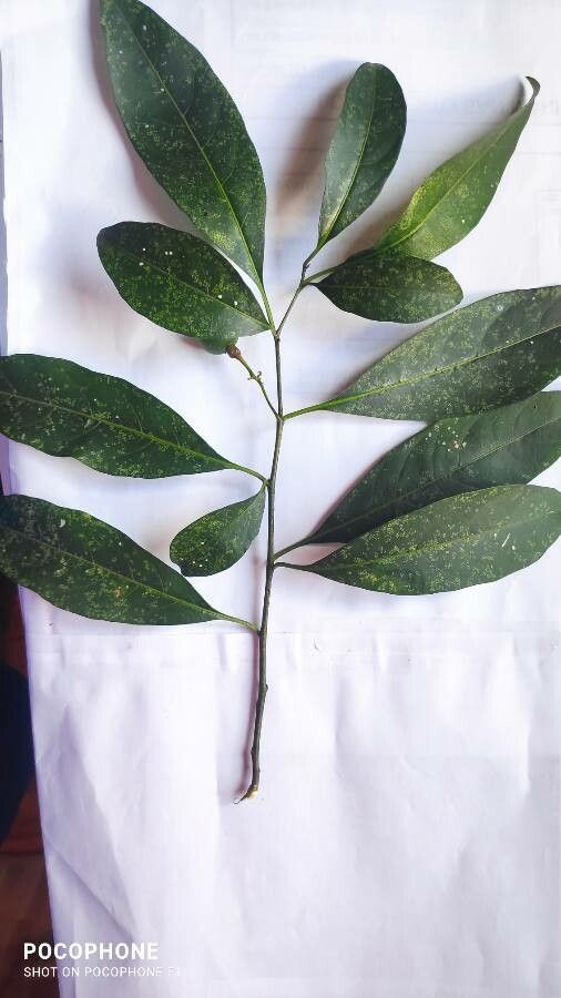 Solanum pabstii leaf