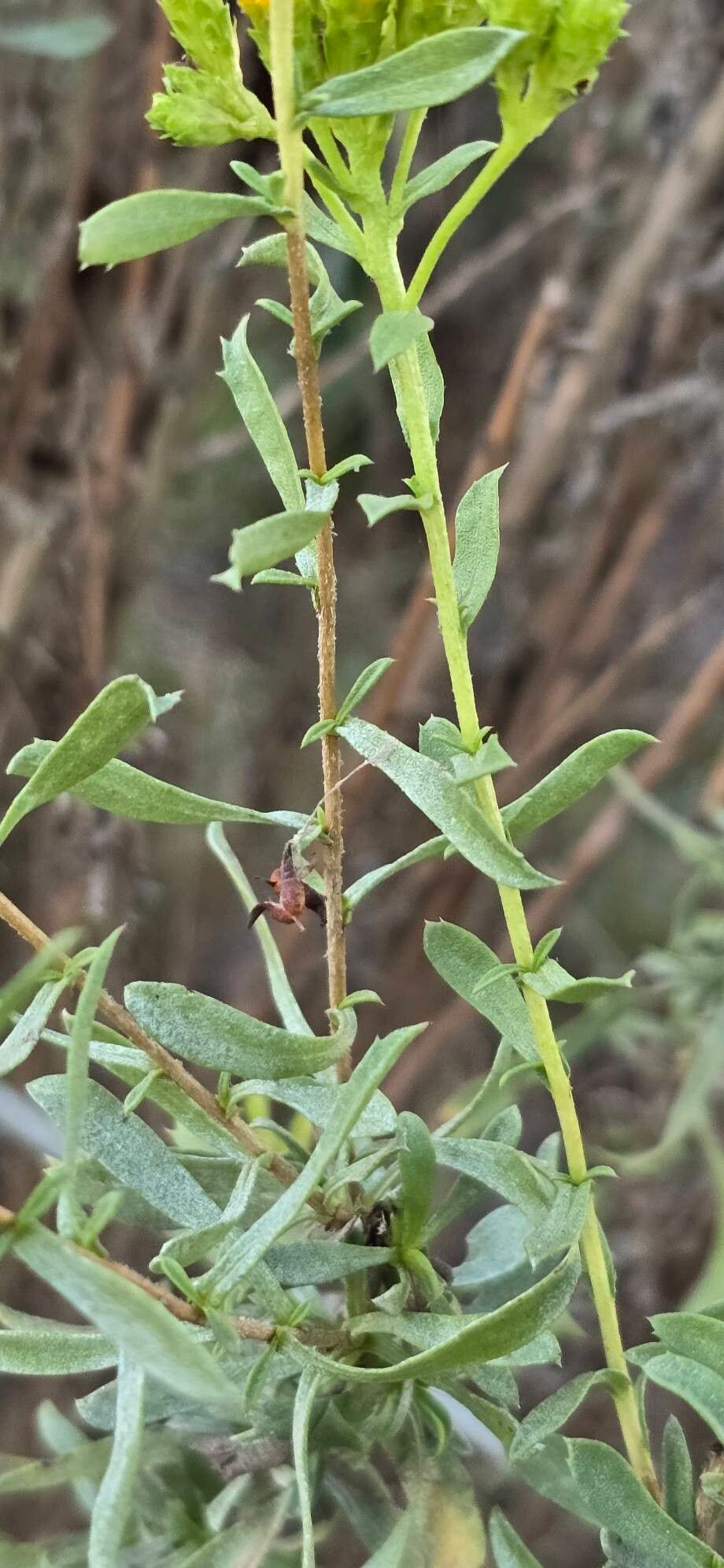 Isocoma menziesii — related species from the same genus