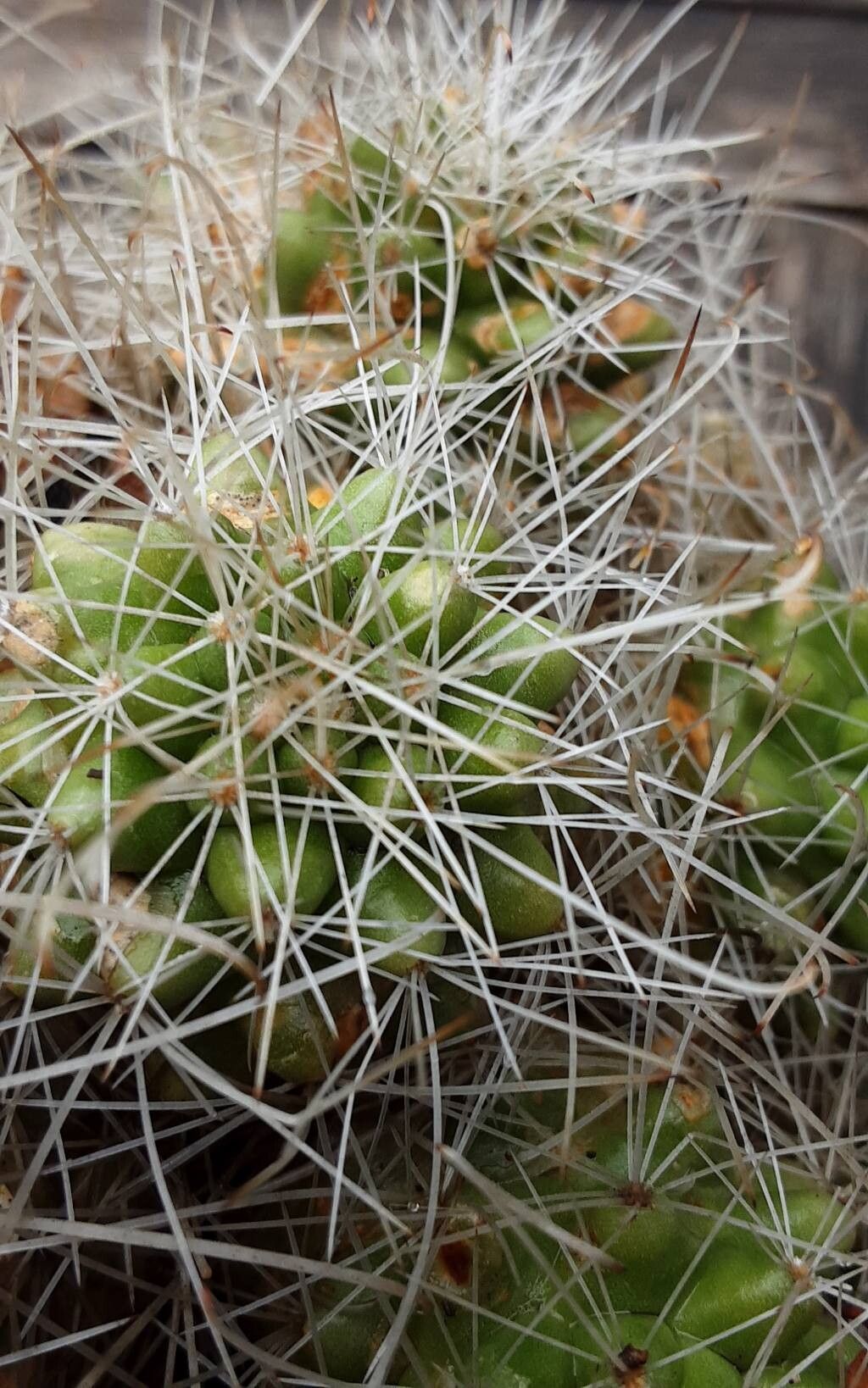 Cochemiea pondii — houseplant care guide