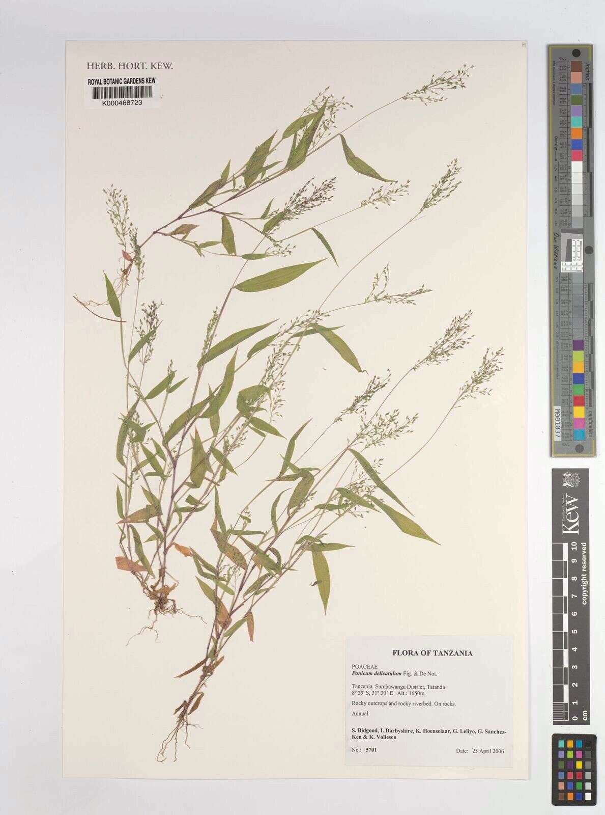 Panicum delicatulum — houseplant care guide