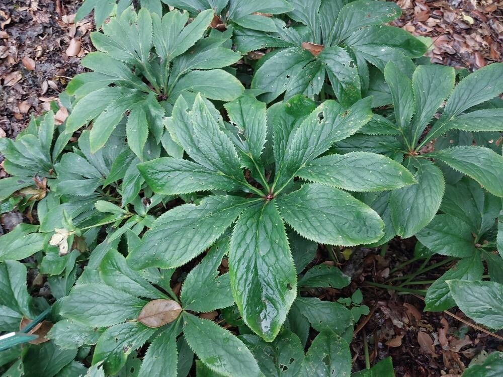 Rhododendron × lochmium — houseplant care guide