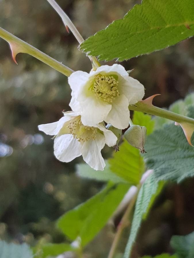 Rubus biflorus flower