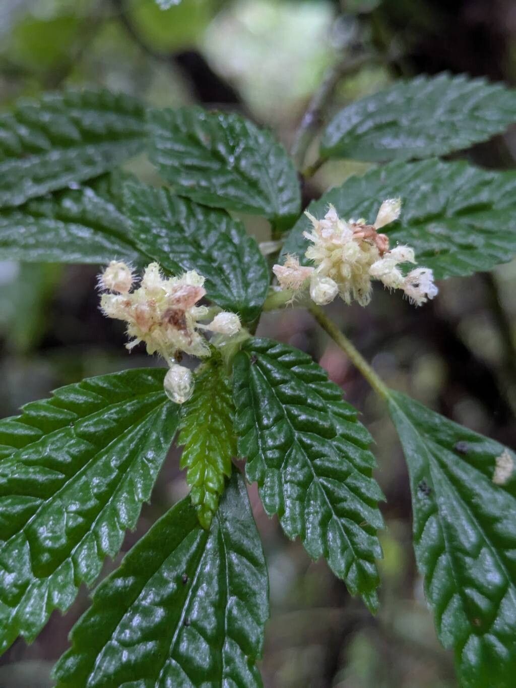 Pilea tatamensis — search result for 'Pilea'
