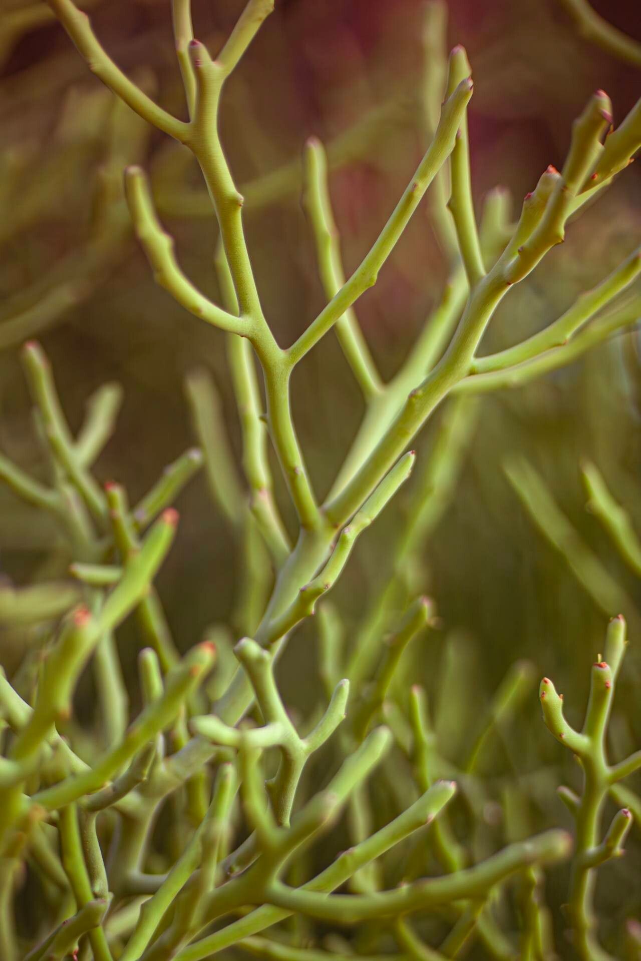 Euphorbia fiherenensis bark