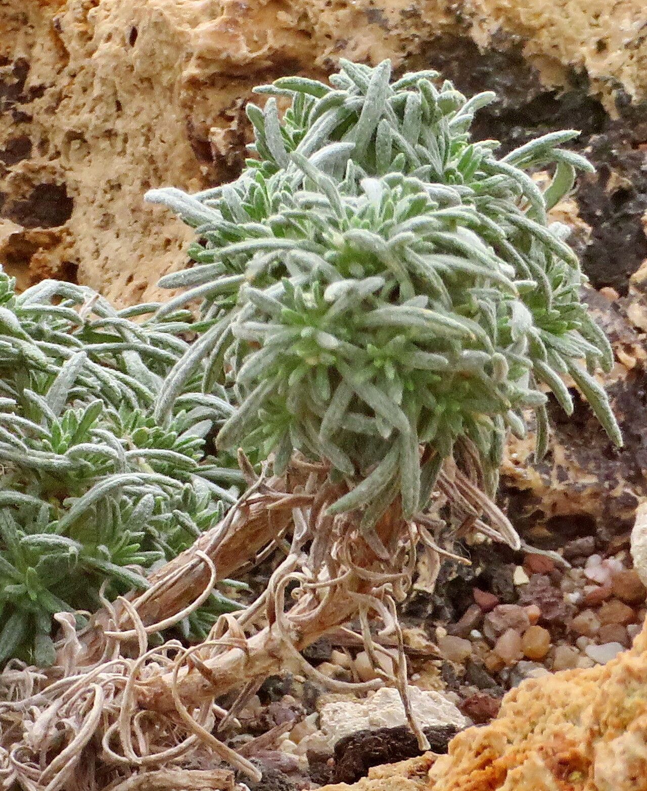 Phagnalon bicolor — related species from the same genus