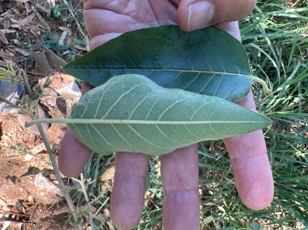 Cestrum reflexum leaf
